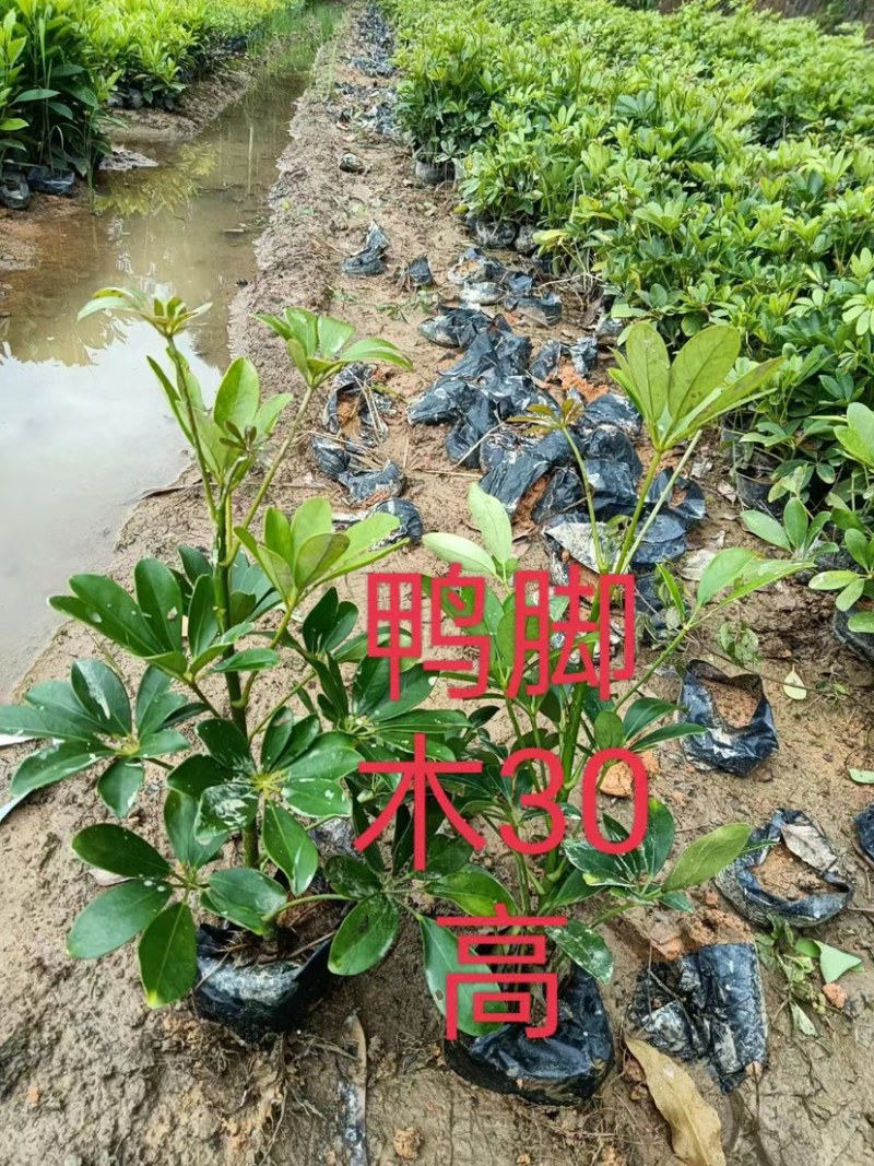 鹅掌柴、鸭脚木