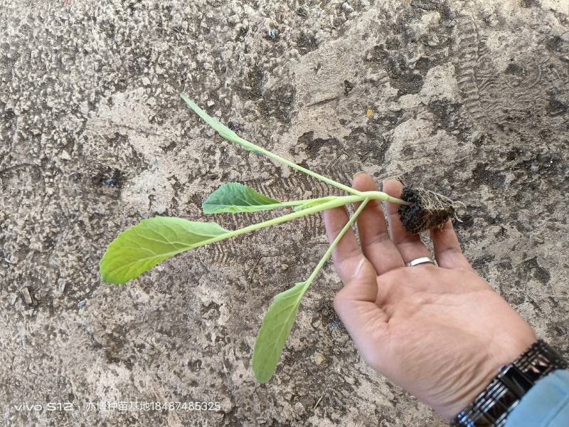 优质菜花苗，种苗菜花苗，万美90，小米90。穴盘苗
