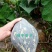 绿亨香芋南瓜种籽浓香甜糯香芋南瓜种子香芋味南瓜种孑