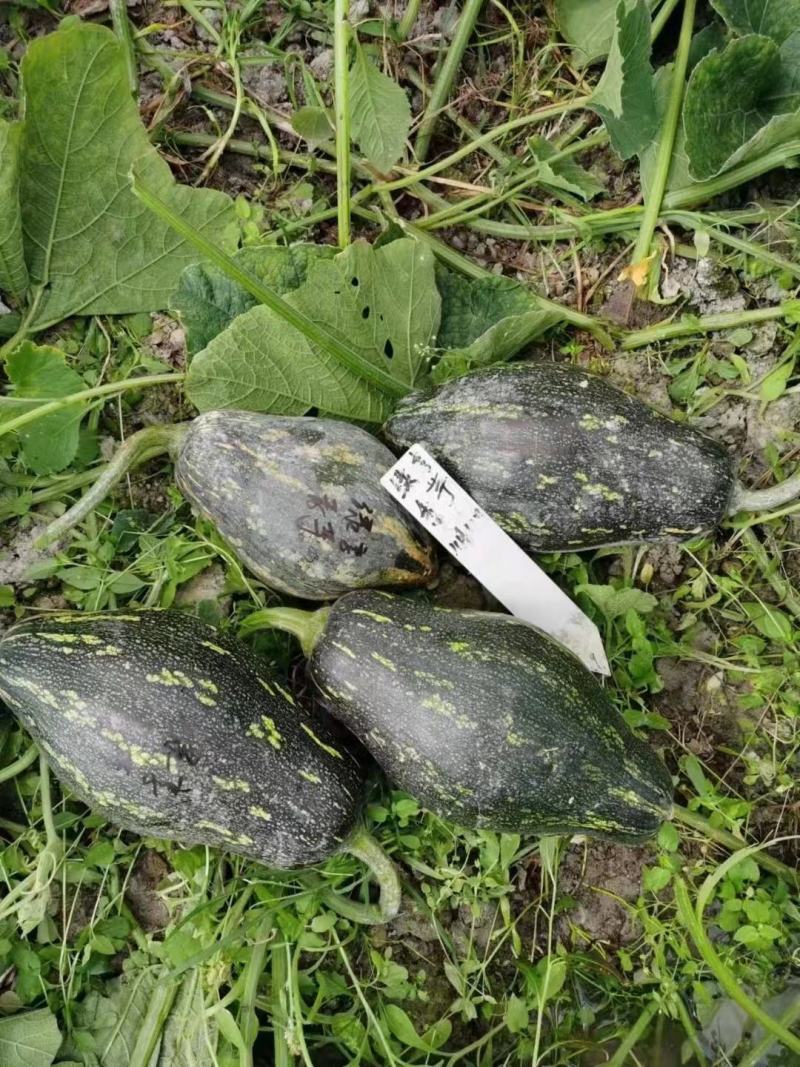 绿亨香芋南瓜种籽浓香甜糯香芋南瓜种子香芋味南瓜种孑
