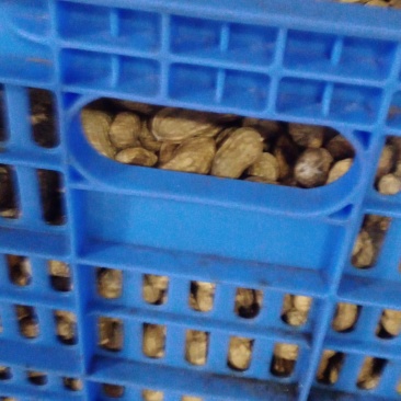 翁源带泥花生