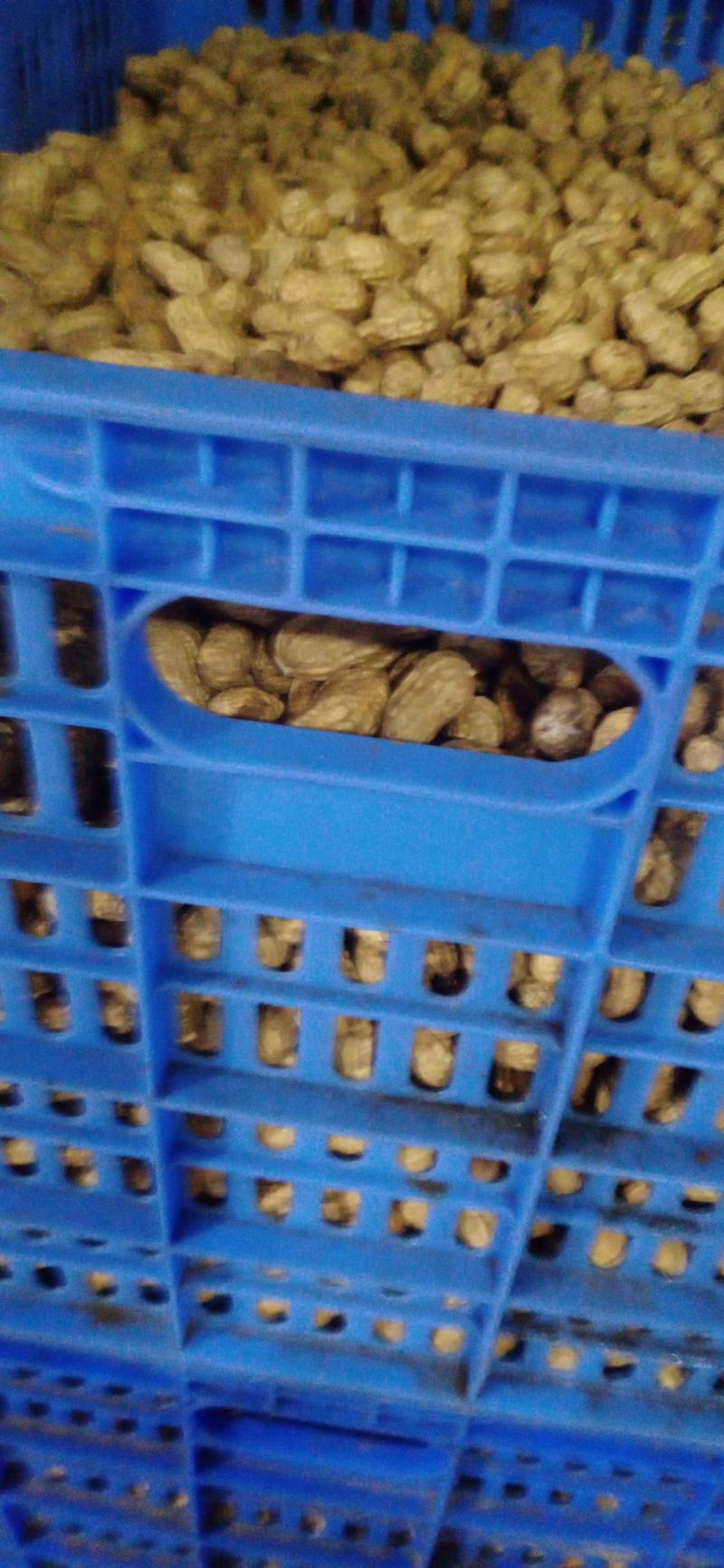 翁源带泥花生