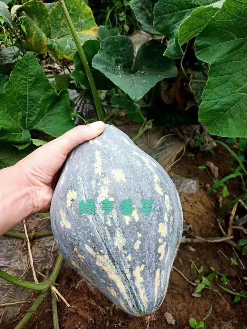 绿亨香芋南瓜种籽浓香甜糯香芋南瓜种子香芋味南瓜种孑