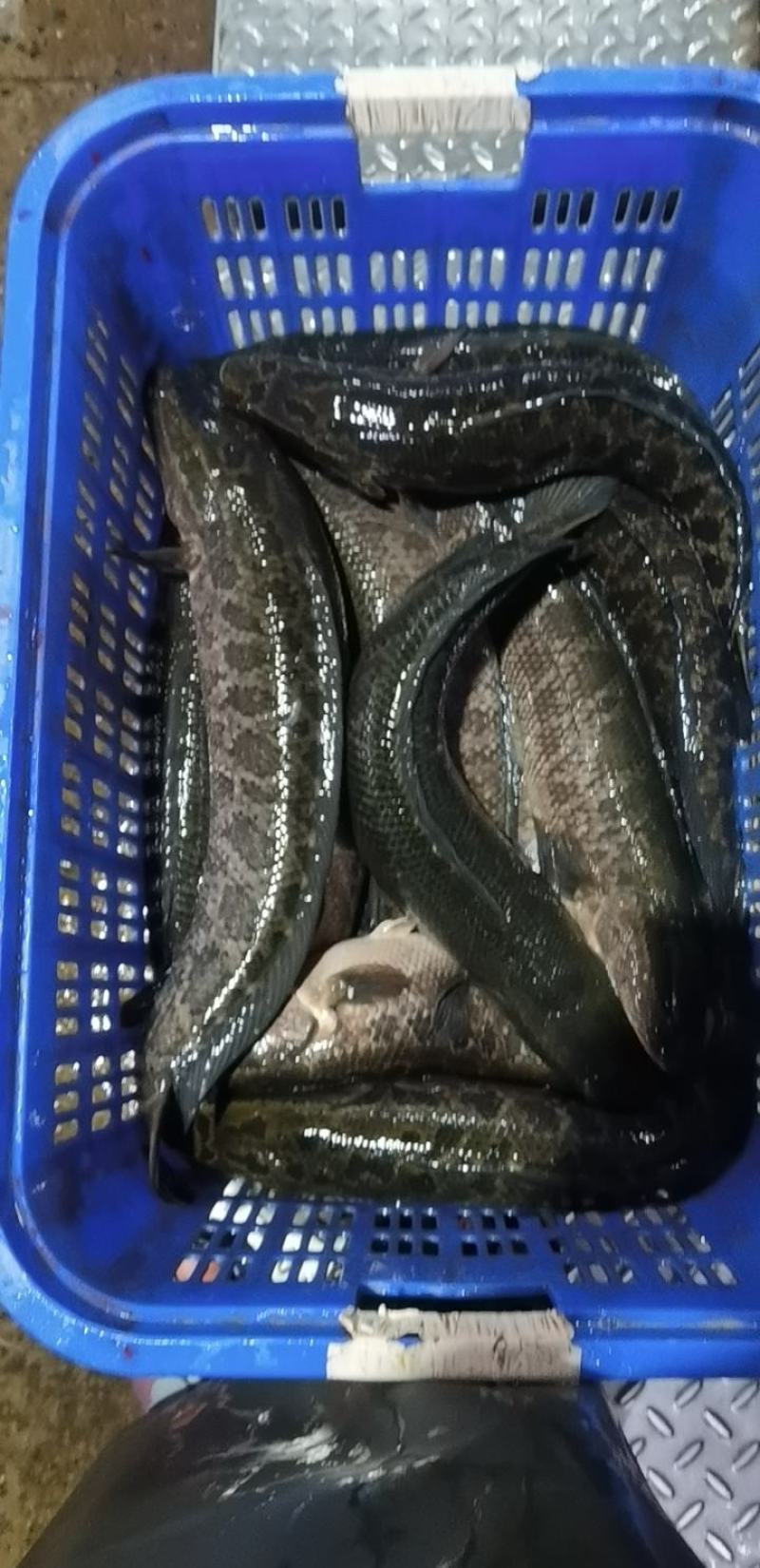 黑鱼大量上市