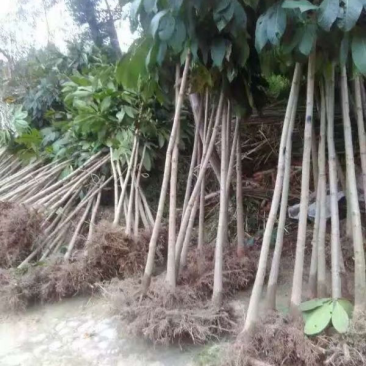 七叶树