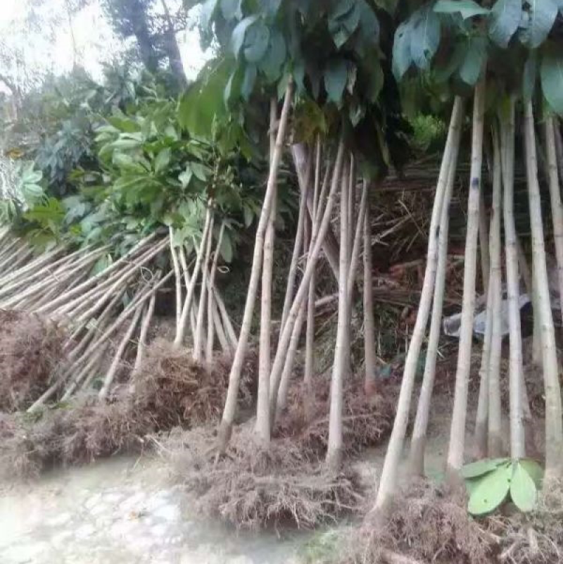 七叶树