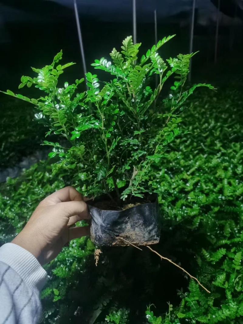 清香木，胡椒木袋苗