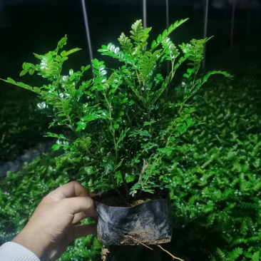 清香木，胡椒木袋苗