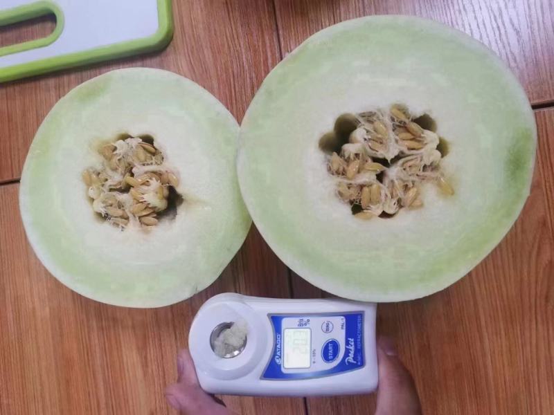 甜瓜种子碧玉珠3号甜瓜果圆形皮白色透绿肉绿色高糖优质香瓜