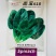 菠菜种子墨宝618圆叶菠菜品种杂交品种春秋种子