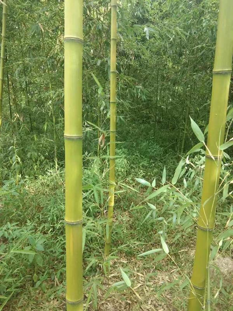 耐寒竹子