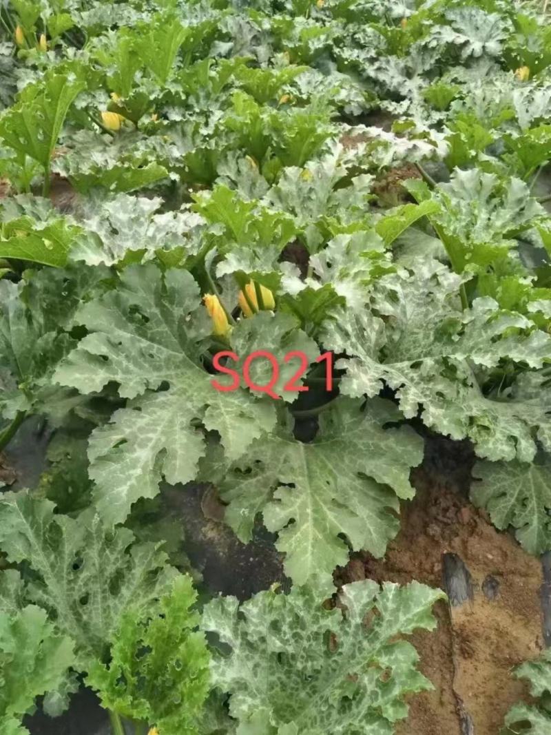 绿亨西葫芦种子高产早熟阳台盆栽菜籽北瓜种子抗病耐热小南瓜