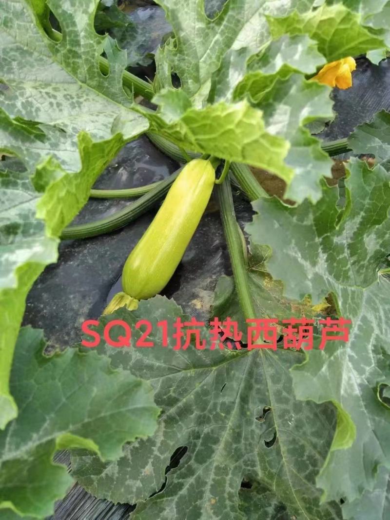 绿亨西葫芦种子高产早熟阳台盆栽菜籽北瓜种子抗病耐热小南瓜