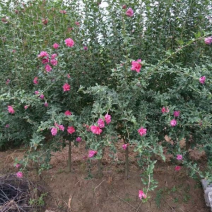 木槿