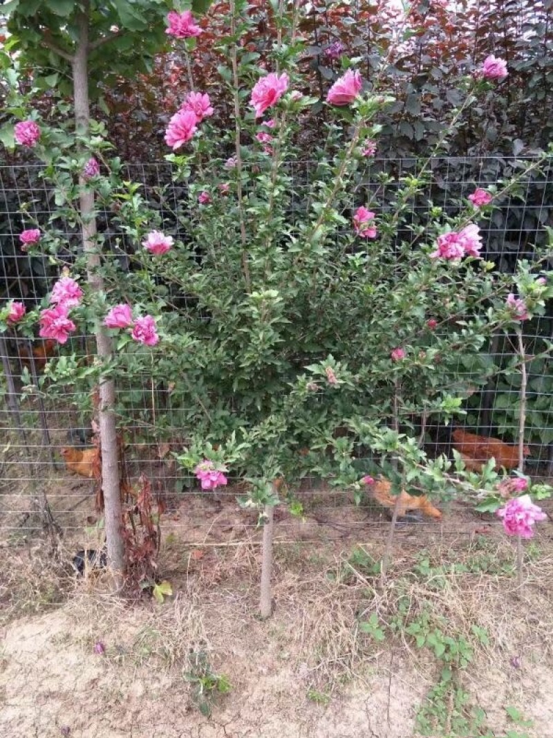 木槿