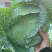 甘蓝菜