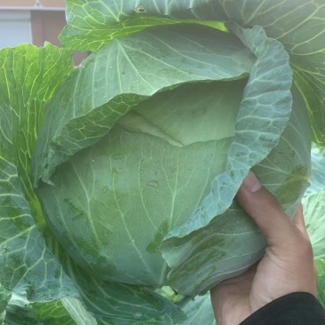 甘蓝菜