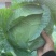甘蓝菜