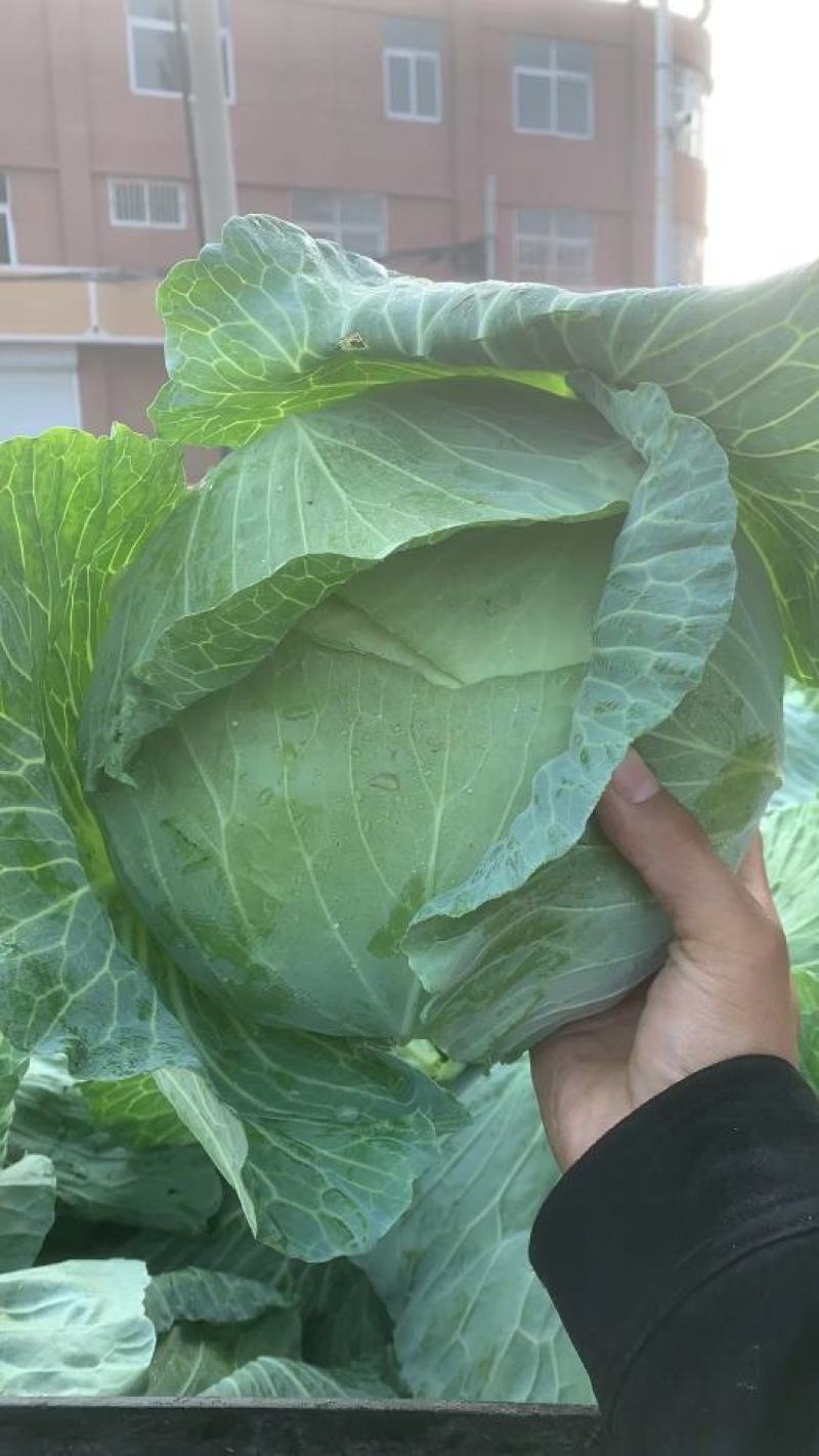 甘蓝菜