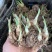 多色晚香玉种球四季开花浓香庭院露台室外阳台花卉植物盆栽