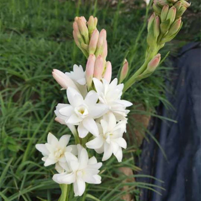 多色晚香玉种球四季开花浓香庭院露台室外阳台花卉植物盆栽