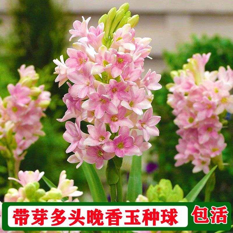 多色晚香玉种球四季开花浓香庭院露台室外阳台花卉植物盆栽