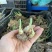 多色晚香玉种球四季开花浓香庭院露台室外阳台花卉植物盆栽