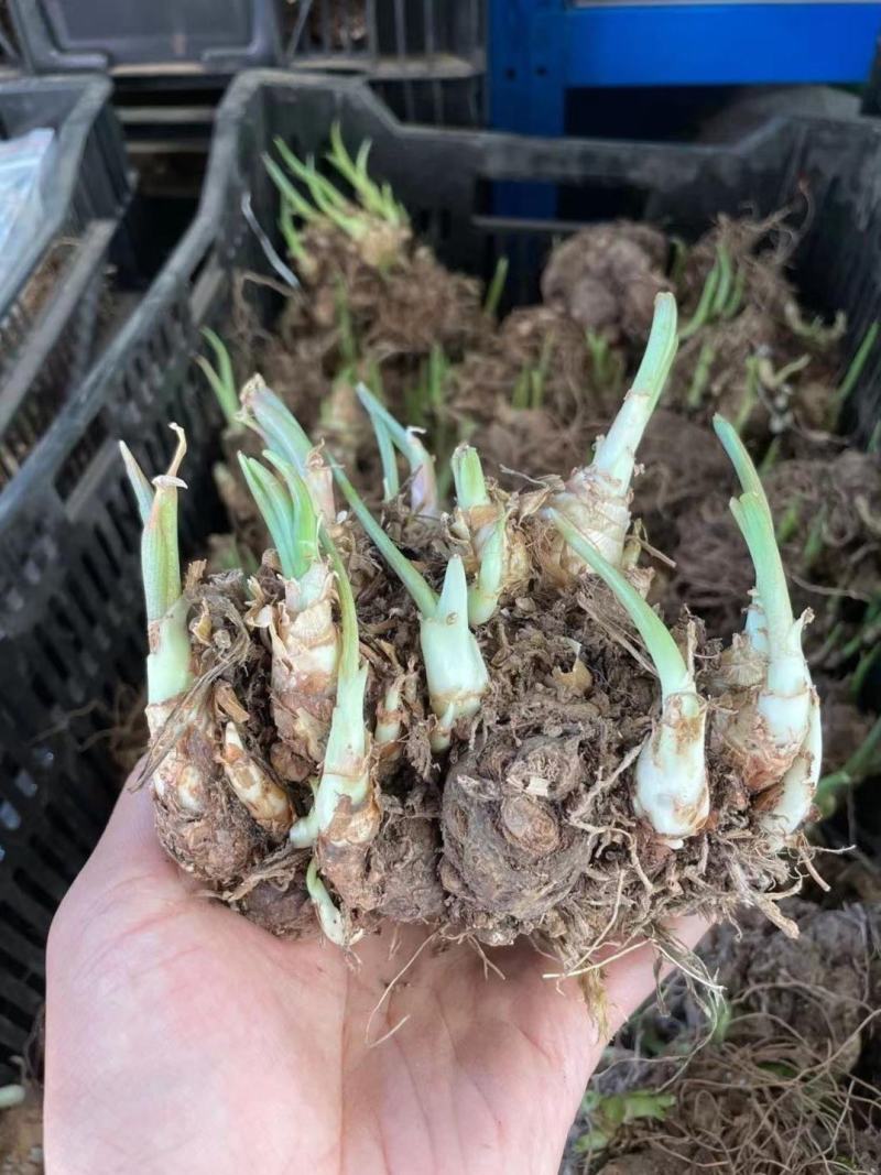 多色晚香玉种球四季开花浓香庭院露台室外阳台花卉植物盆栽