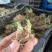 多色晚香玉种球四季开花浓香庭院露台室外阳台花卉植物盆栽