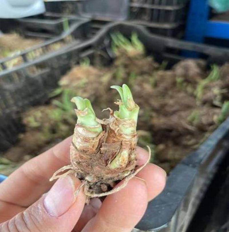 多色晚香玉种球四季开花浓香庭院露台室外阳台花卉植物盆栽