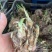 多色晚香玉种球四季开花浓香庭院露台室外阳台花卉植物盆栽