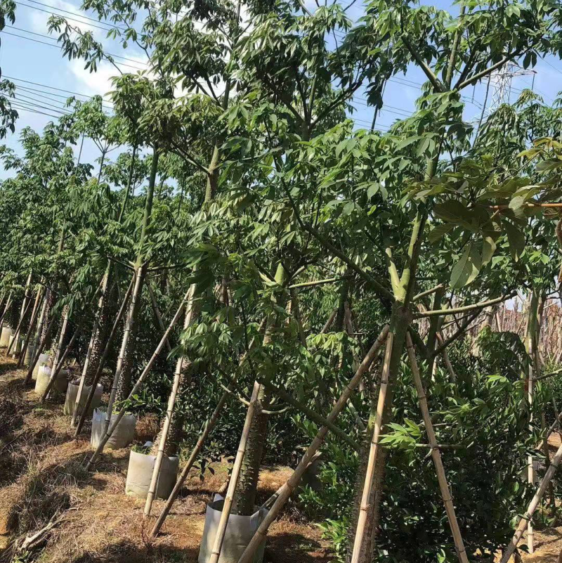 木锦苗