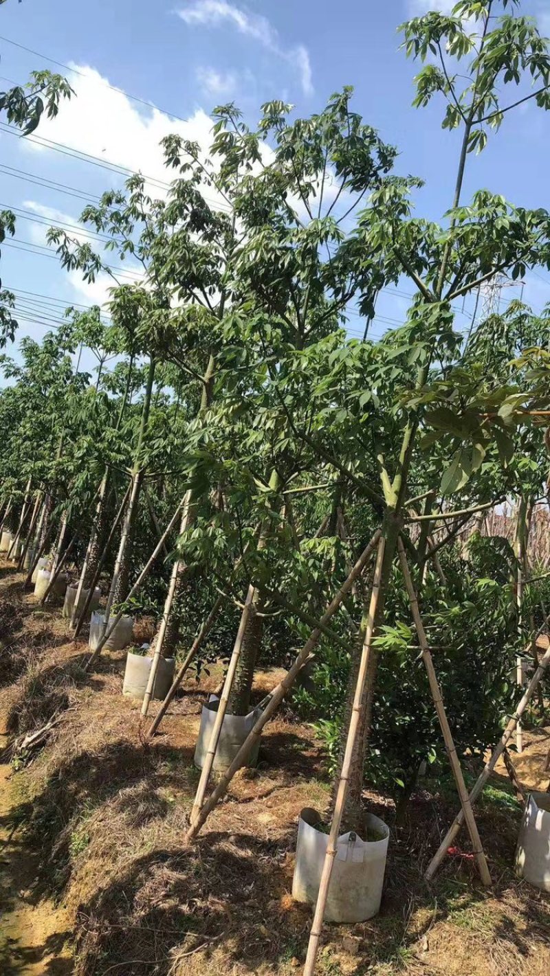 木锦苗