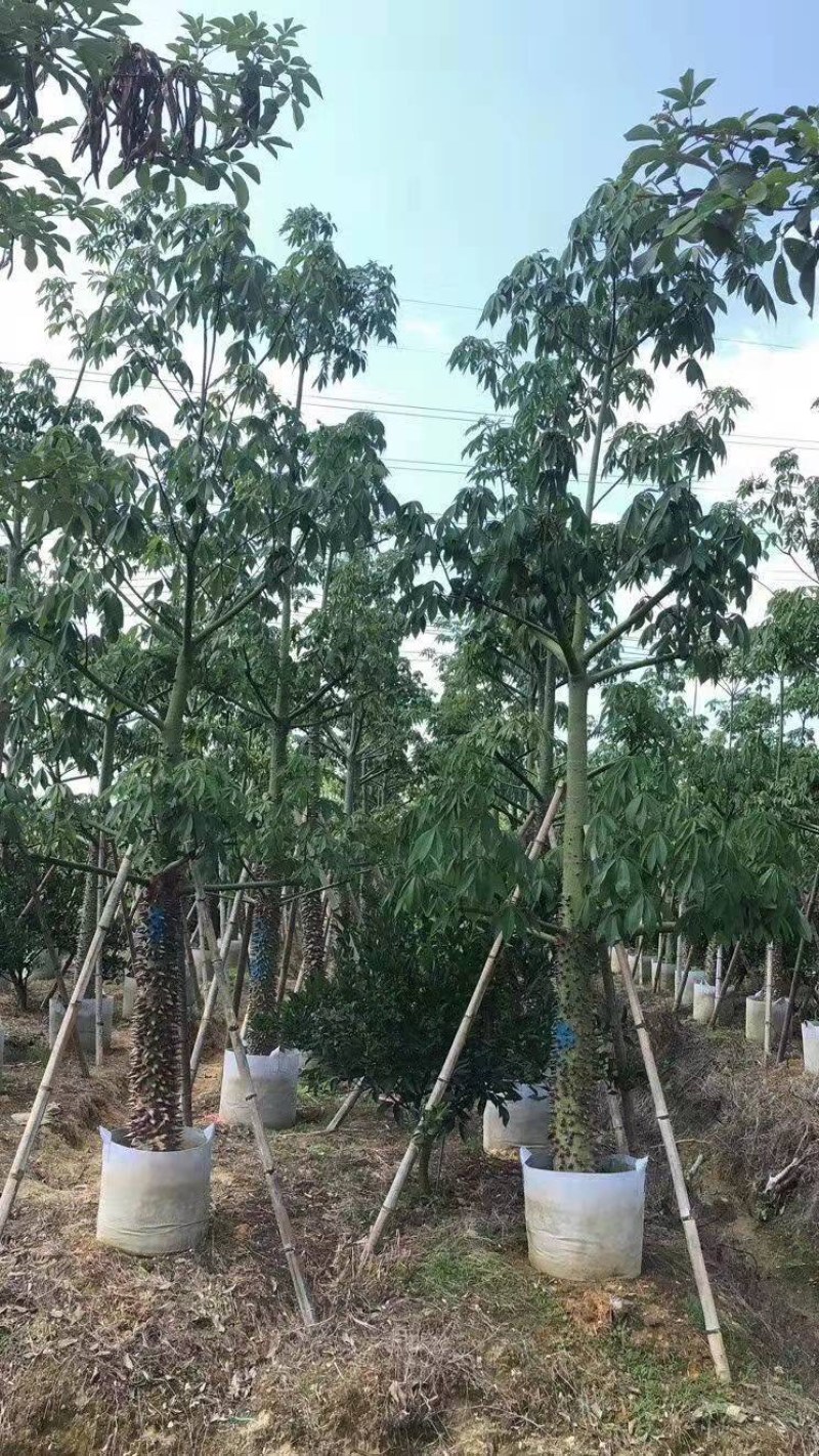 木锦苗