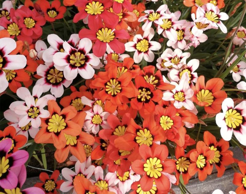 现货三色魔杖种球混色阳台庭院盆栽花卉植物多年生球根