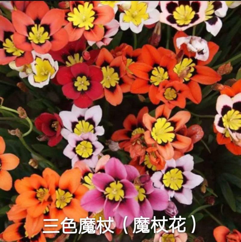现货三色魔杖种球混色阳台庭院盆栽花卉植物多年生球根