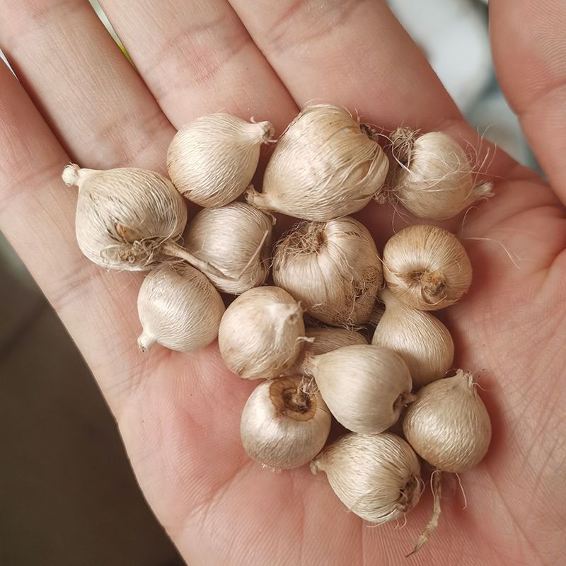 现货三色魔杖种球混色阳台庭院盆栽花卉植物多年生球根