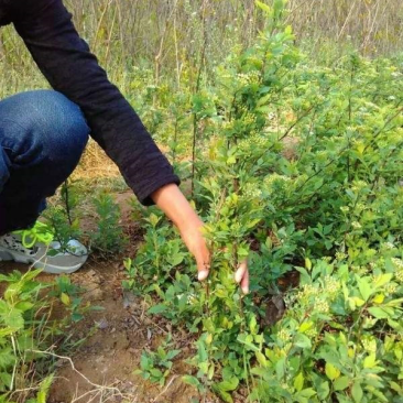 美丽绣线菊