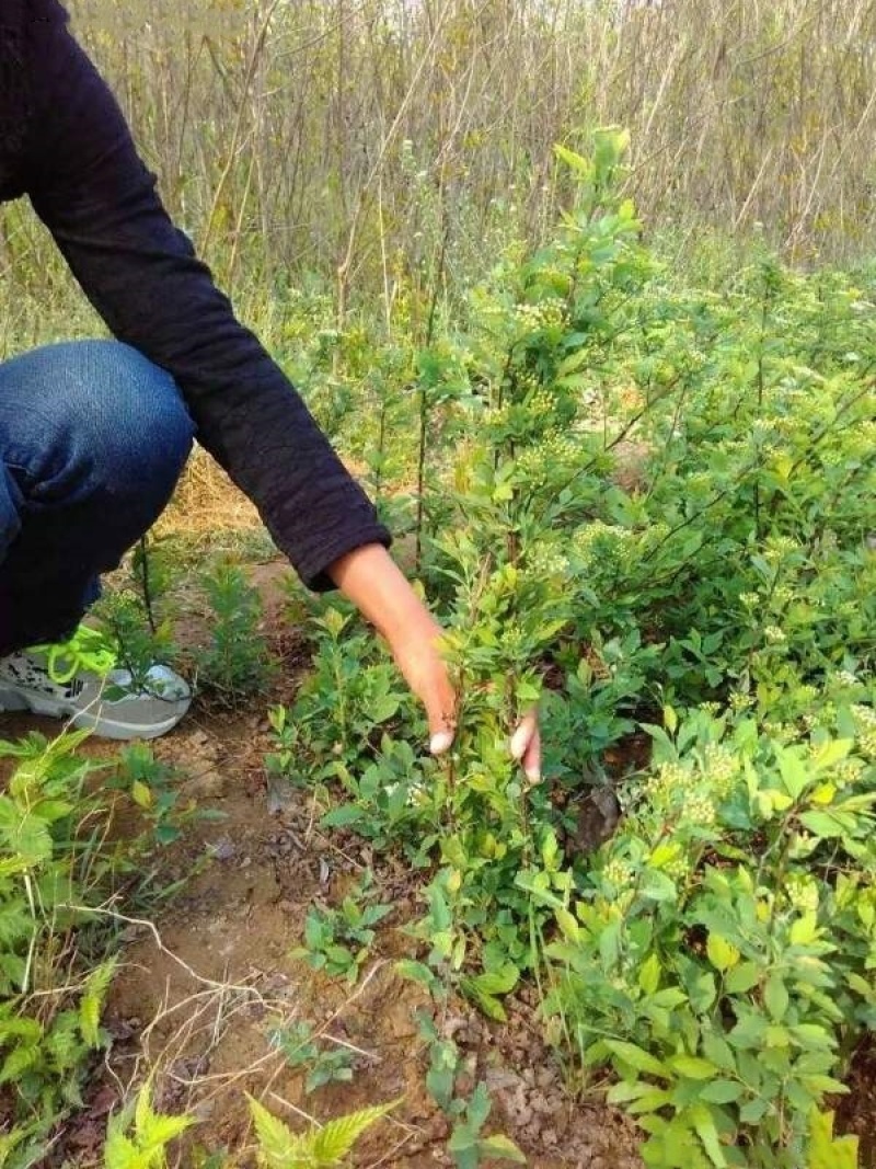 美丽绣线菊