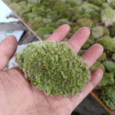 苔藓