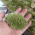 苔藓