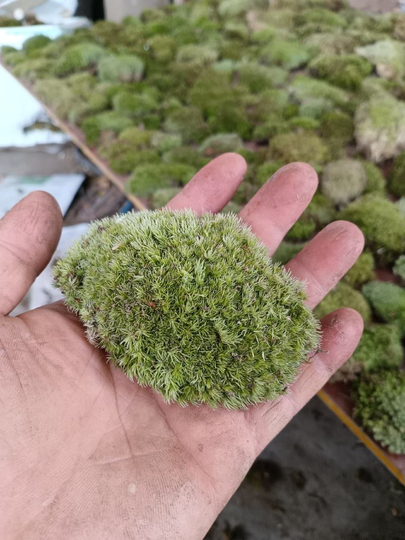 苔藓