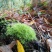 苔藓
