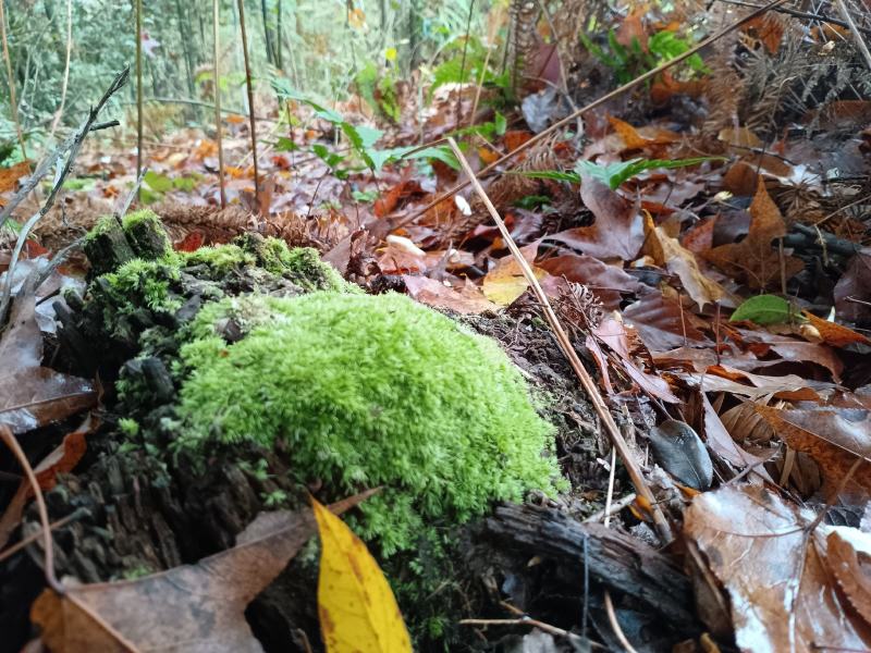 苔藓