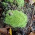 苔藓