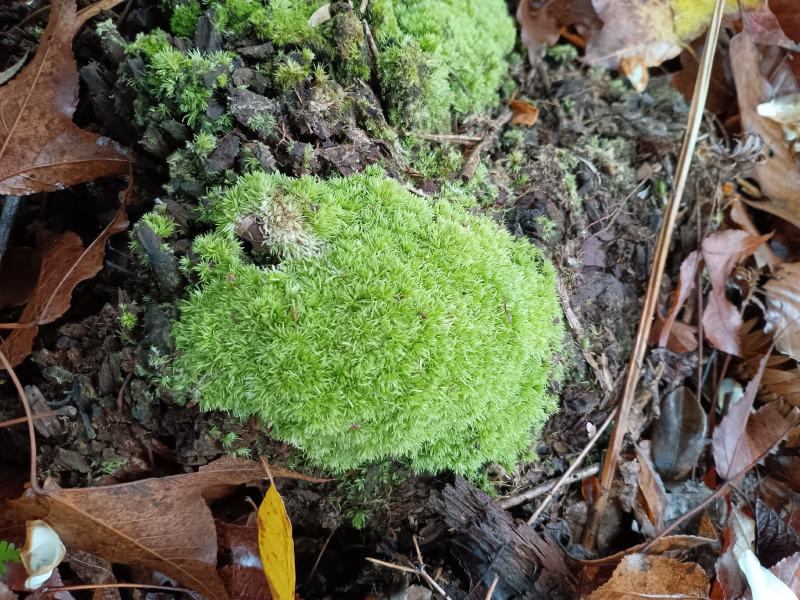 苔藓