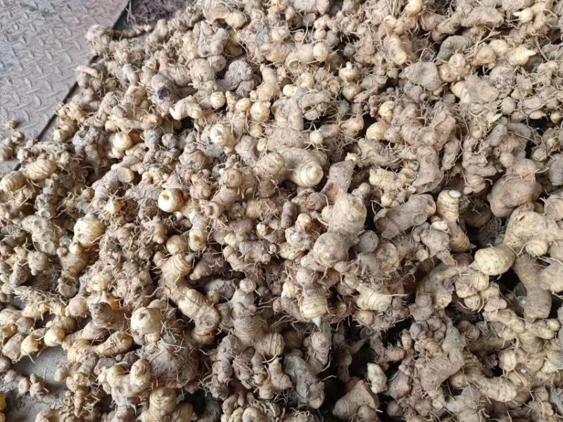 黄精，甜黄精干货鲜货都有。都是按客户要求发货