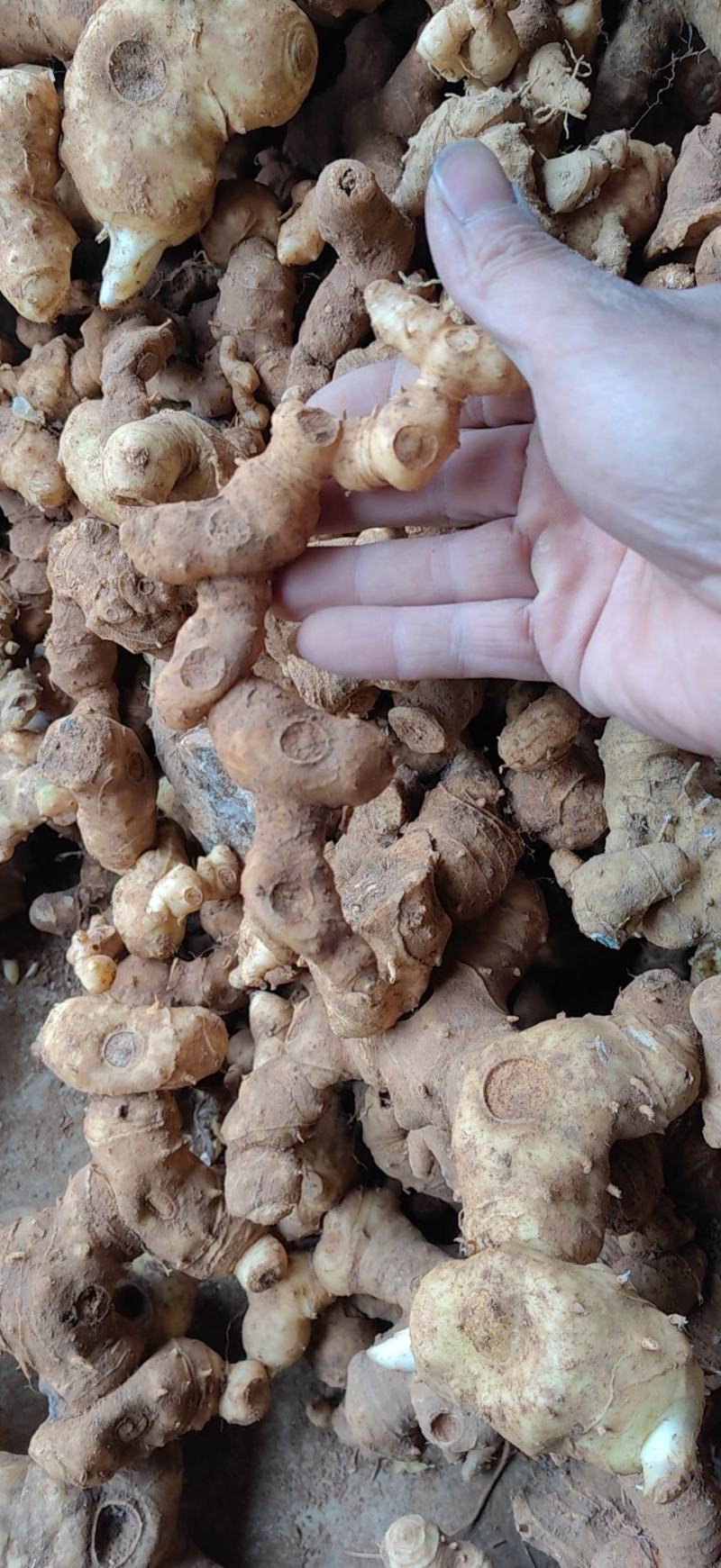 黄精，甜黄精干货鲜货都有。都是按客户要求发货