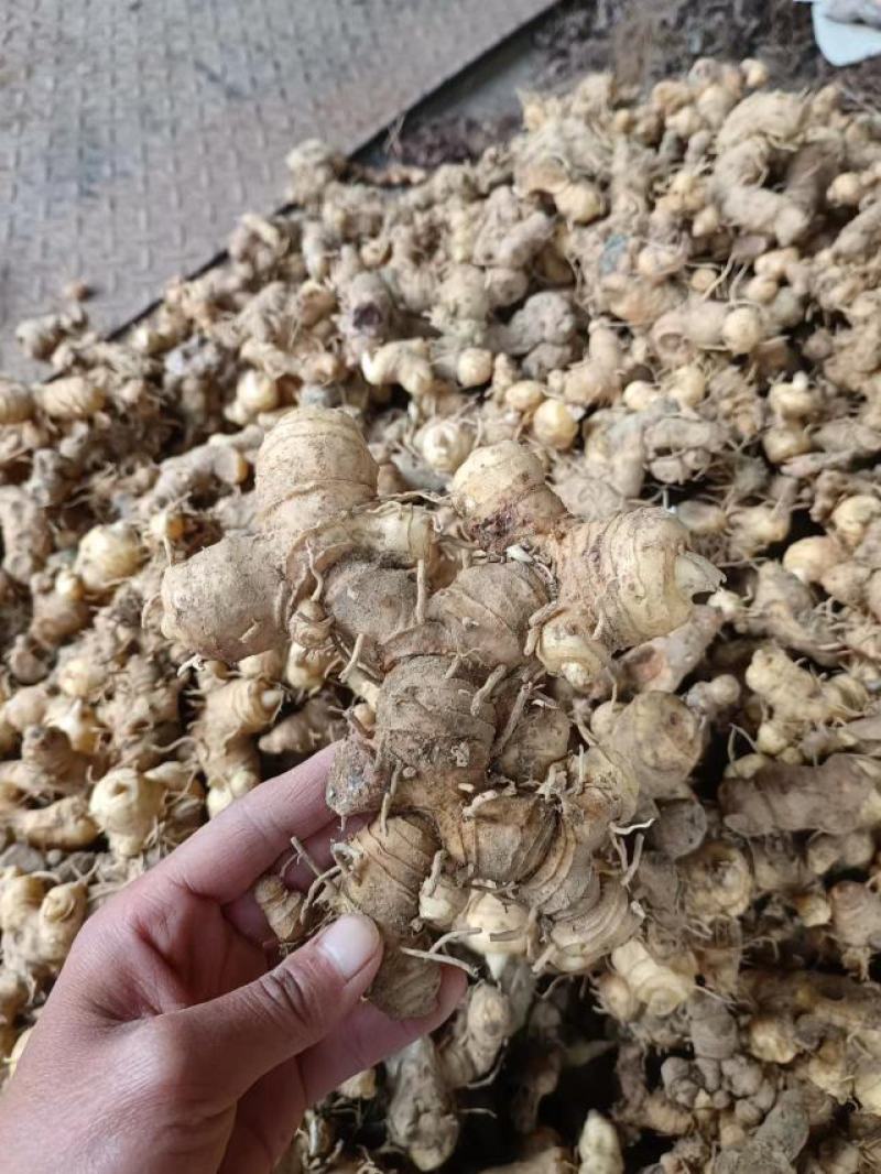 黄精，甜黄精干货鲜货都有。都是按客户要求发货