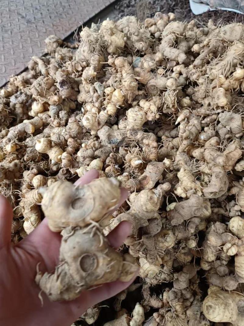 黄精，甜黄精干货鲜货都有。都是按客户要求发货